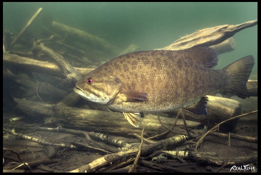 Smallmouth Bass Realfish USA Inland Series